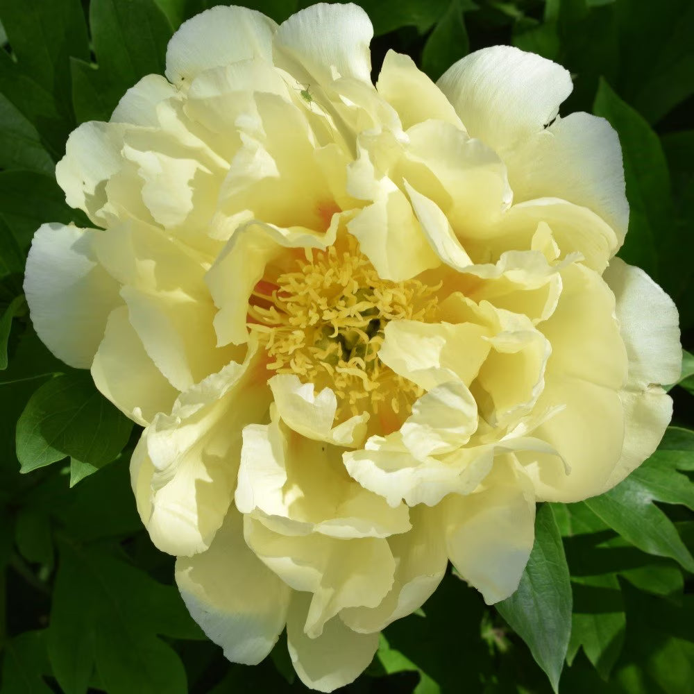 Bartzella Blumensamen zur Aussaat – robust Sorte – Traditionssorte & ohne Gentechnik Samen Hausgarten