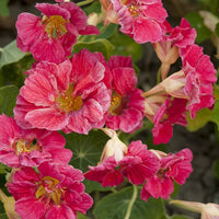 Rosa Tropaeolum Majus Blumensamen zur Aussaat duftend Blüten Traditionssorte & ohne Gentechnik Samen Hausgarten
