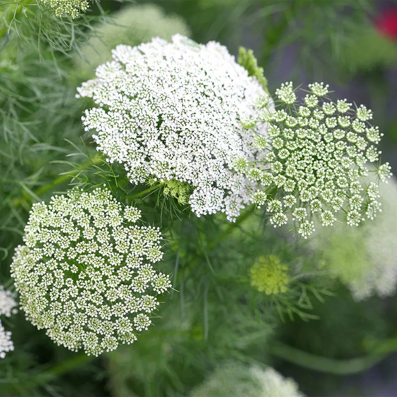 Graines de fleurs d’Ammi visnaga à semer, tolérantes à la mi-ombre, variété traditionnelle, sans OGM, graines pour jardin familial