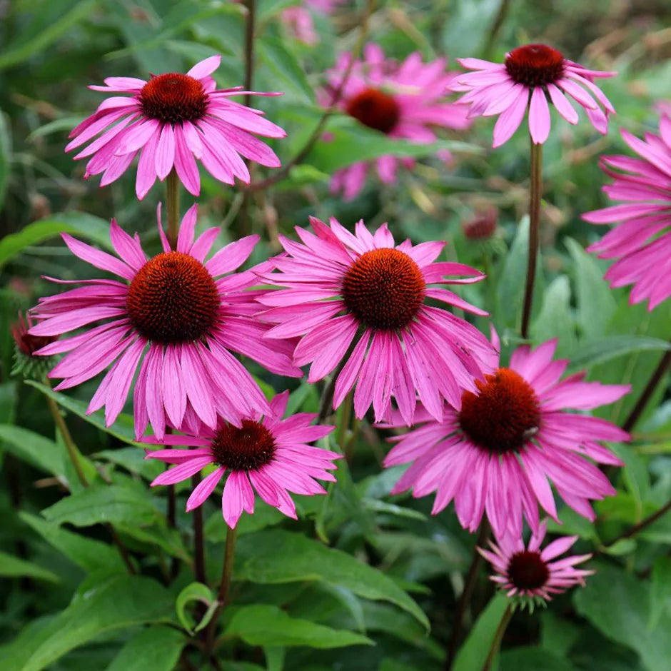 Echinacea Purpurea Blumensamen zur Aussaat Wildblume Mischung Traditionssorte & ohne Gentechnik Samen Hausgarten