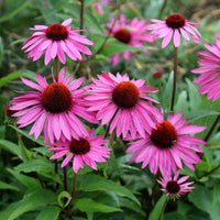 Echinacea Purpurea Blumensamen zur Aussaat Wildblume Mischung Traditionssorte & ohne Gentechnik Samen Hausgarten