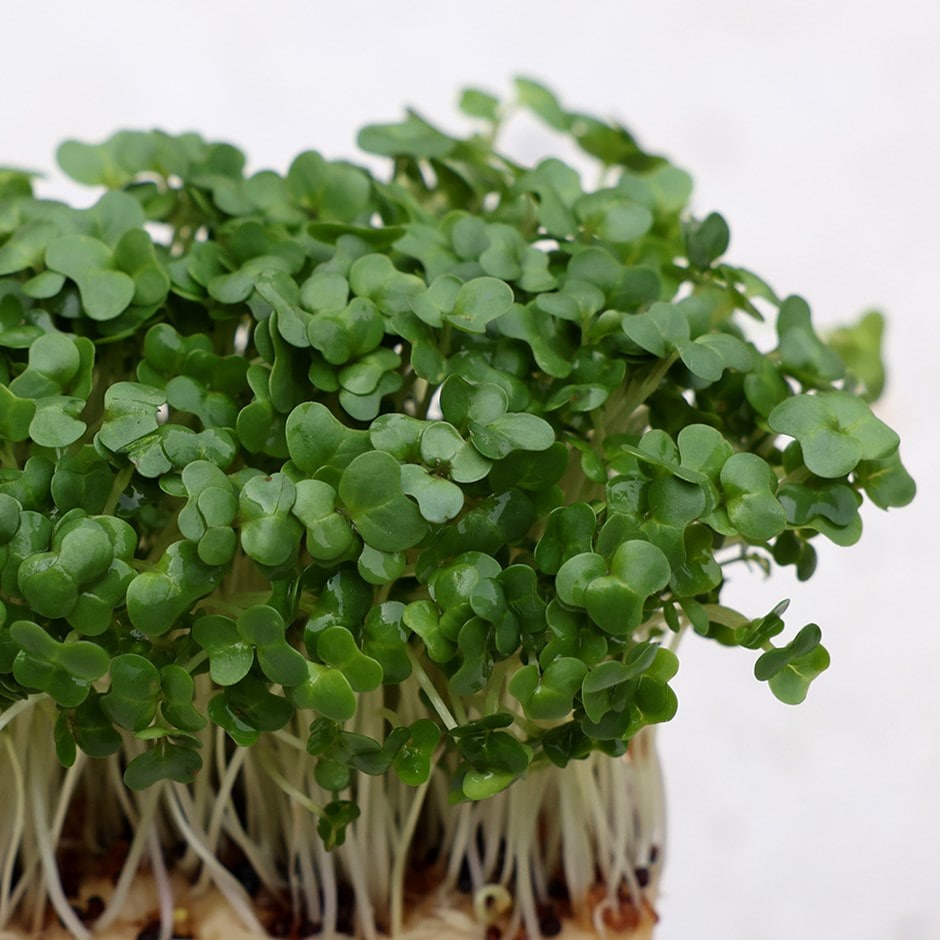Cress blume samen for anpflanzung compact growth heirloom & gmo free samen for home garten 
 
 sale samen for home garten anpflanzung