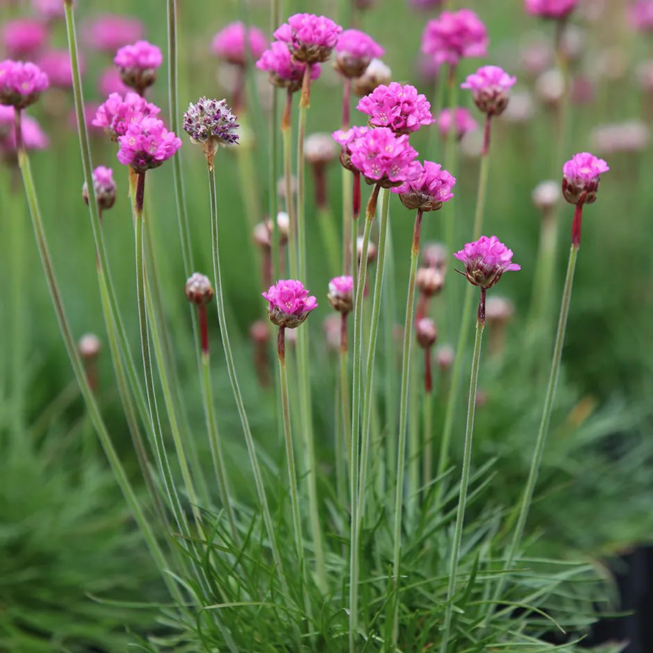 Armeria Maritima Blumensamen zur Aussaat: leuchtend Groundcover Coastal Gärten