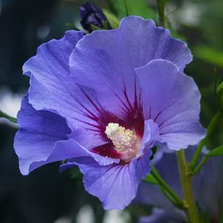 Violett Hibiskus Blumensamen zur Aussaat – Bestäuber freundlich – Traditionssorte & ohne Gentechnik Samen Hausgarten