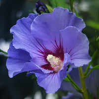 Violett Hibiskus Blumensamen zur Aussaat – Bestäuber freundlich – Traditionssorte & ohne Gentechnik Samen Hausgarten