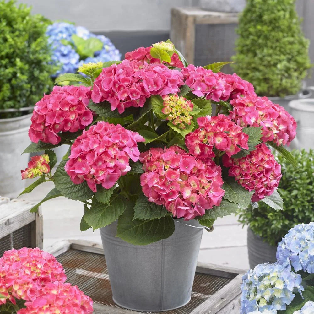 Rosa Hortensie Blumensamen zur Aussaat – pflegeleicht – Traditionssorte & ohne Gentechnik Samen Hausgarten