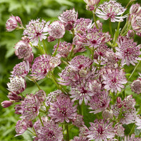 Weiß Rosa Astrantia Blumensamen zur Aussaat – Schnitt Blume beliebt – Traditionssorte & ohne Gentechnik Samen Hausgarten