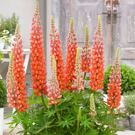 Orange Lupine Blumensamen zur Aussaat duftend Blüten Traditionssorte & ohne Gentechnik Samen Hausgarten