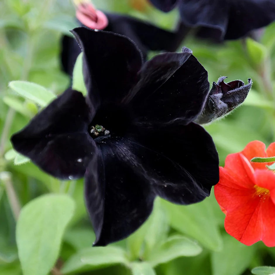 Velvet Petunie Blumensamen – wichtig Aussaat Leitfaden