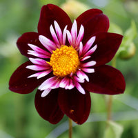 Collarette Dahlie Blumensamen zur Aussaat – leuchtend – Traditionssorte & ohne Gentechnik Samen Hausgarten