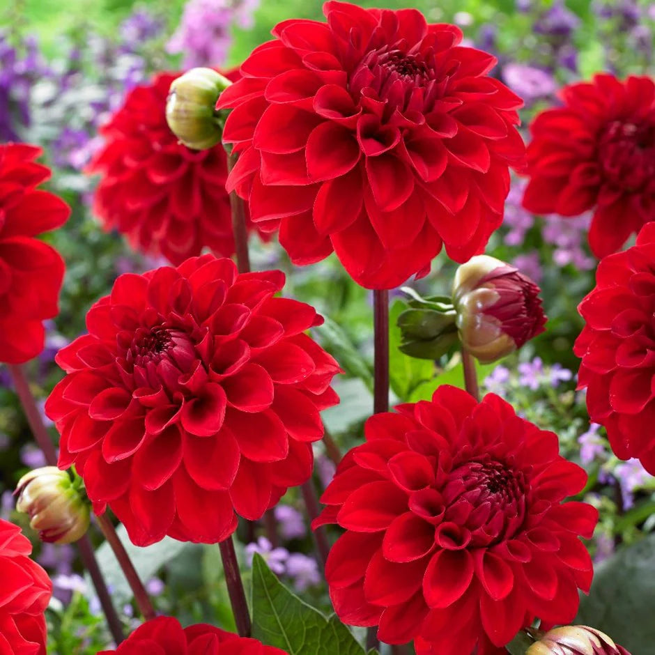 Dahlie Blumensamen zur Aussaat sonnenliebend Traditionssorte & ohne Gentechnik Samen Hausgarten