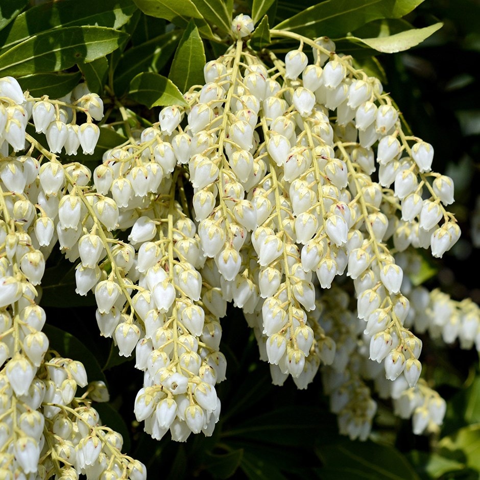 Pieris japonica blume samen for anpflanzung - shade tolerant, heirloom & gmo free samen for home garten
 
 sale for anpflanzung in home garten.