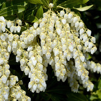 Pieris japonica blume samen for anpflanzung - shade tolerant, heirloom & gmo free samen for home garten
 
 sale for anpflanzung in home garten.