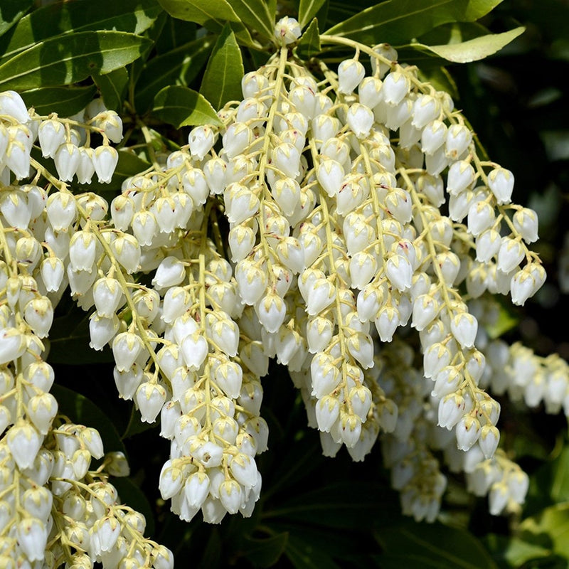 Pieris japonica blume samen for anpflanzung - shade tolerant, heirloom & gmo free samen for home garten
 
 sale for anpflanzung in home garten.