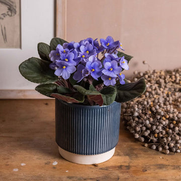 Himmelblau African Violett or Saintpaulia ionantha. Blumensamen zur Aussaat – lang Blüte Saison – Traditionssorte & ohne Gentechnik Samen Hausgarten