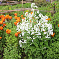 Weiß Lunaria Blumensamen zur Aussaat – Drought verträglich – Traditionssorte & ohne Gentechnik Samen Hausgarten