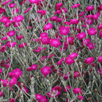 Violett Lychnis Blumensamen – Blüten für Ihren Garten