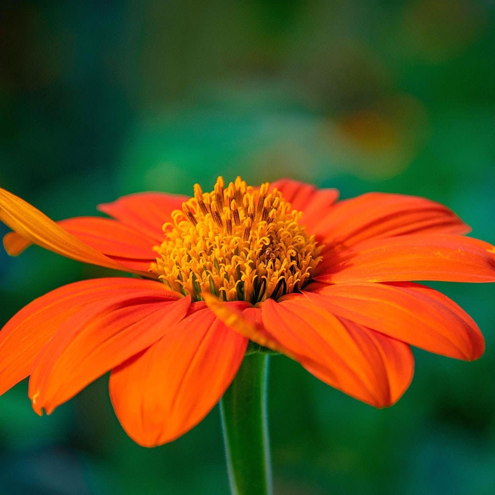 Orange Tithonia Blumensamen zur Aussaat – saisonal Dauerblüher – Traditionssorte & ohne Gentechnik Samen Hausgarten