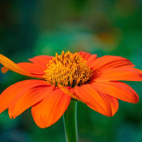 Orange Tithonia Blumensamen zur Aussaat – saisonal Dauerblüher – Traditionssorte & ohne Gentechnik Samen Hausgarten