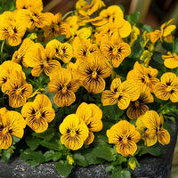 Tiger Eye Blumensamen zur Aussaat Landhaus Garten wichtig Traditionssorte & ohne Gentechnik Samen Hausgarten