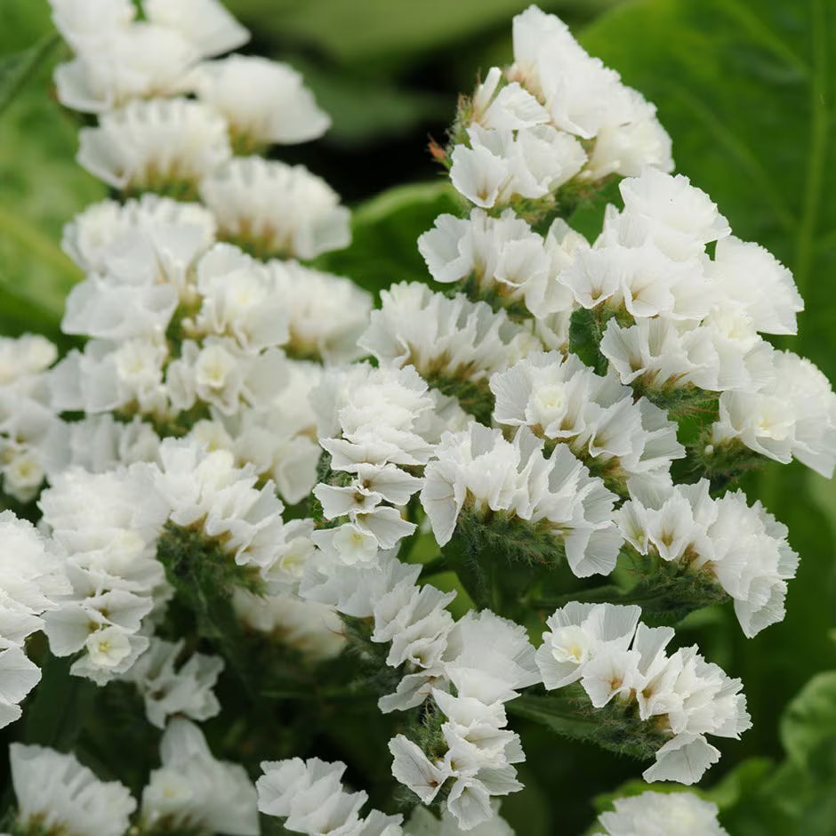Limonium Sinuatum Iceberg Blumensamen zur Aussaat kompakt Wuchs Traditionssorte & ohne Gentechnik Samen Hausgarten