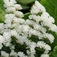 Limonium Sinuatum Iceberg Blumensamen zur Aussaat kompakt Wuchs Traditionssorte & ohne Gentechnik Samen Hausgarten