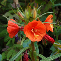 Orange Evening Schlüsselblume Blumensamen zur Aussaat – farbenfroh Schau – Traditionssorte & ohne Gentechnik Samen Hausgarten