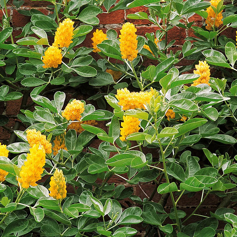 Cytisus Battandieri Blumensamen zur Aussaat – Schnitt Blume beliebt – Traditionssorte & ohne Gentechnik Samen Hausgarten