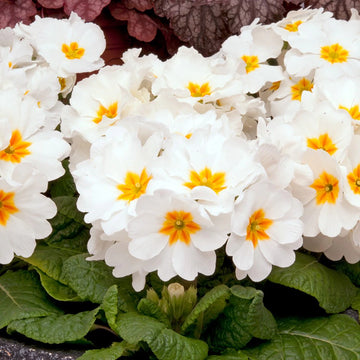 Weiß Schlüsselblume Blumensamen zur Aussaat – leuchtend – Traditionssorte & ohne Gentechnik Samen Hausgarten