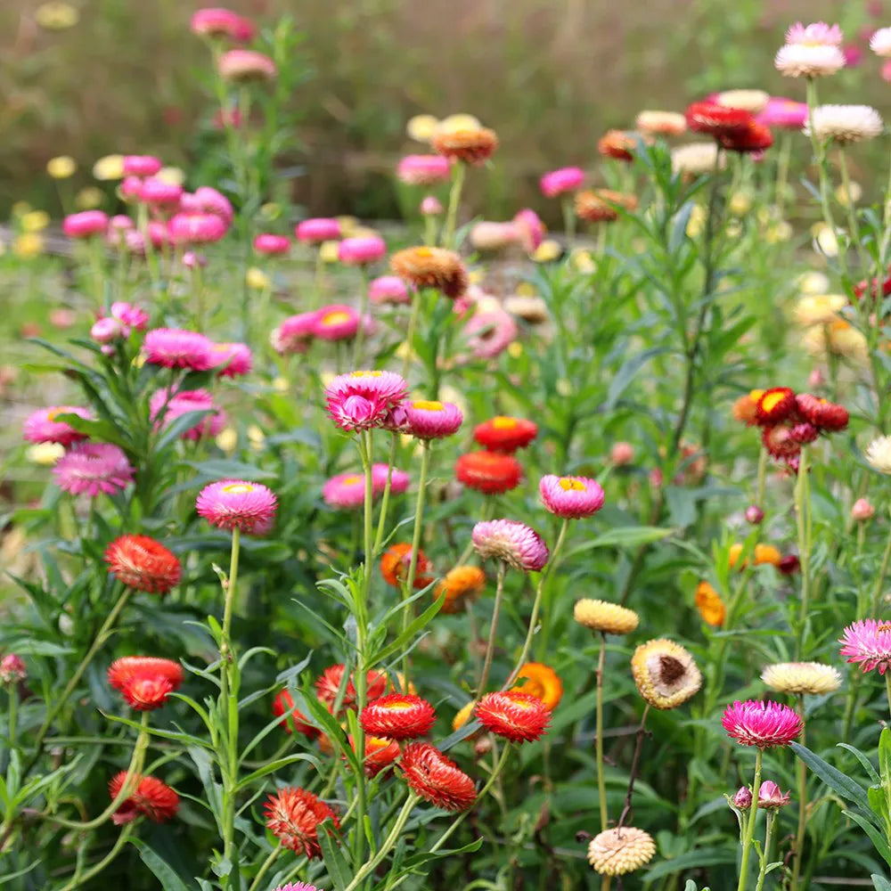 Gemischt Helichrysum Blumensamen zur Aussaat – lang Blüte Saison – Traditionssorte & ohne Gentechnik Samen Hausgarten
