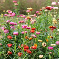 Gemischt Helichrysum Blumensamen zur Aussaat – lang Blüte Saison – Traditionssorte & ohne Gentechnik Samen Hausgarten