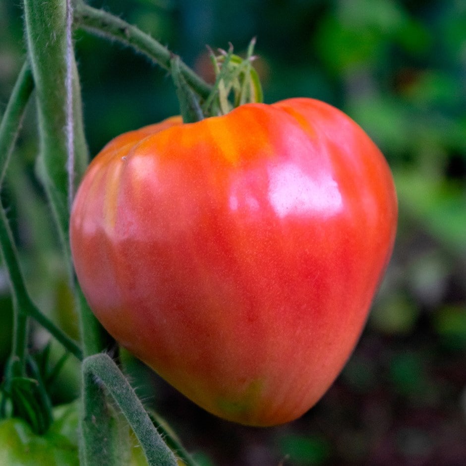 Oxheart Tomate Samen zum Pflanzen Solanum lycopersicum for vegetable patches and home gardens