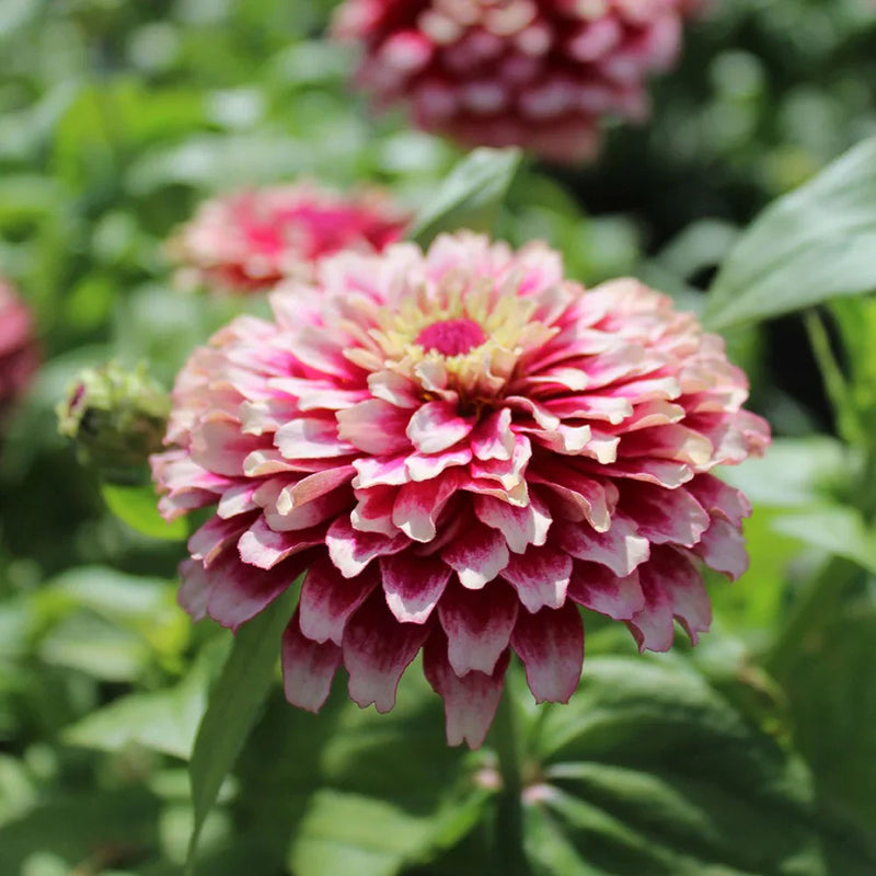 Rosso crema Zinnia, semi da fiore da seminare, miscela di fiori selvatici, varietà tradizionale e non OGM, semi per il giardino domestico