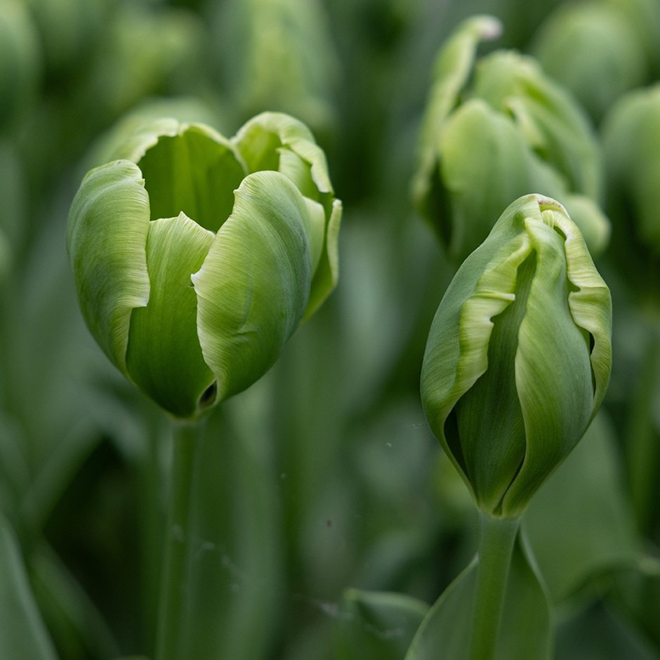 Grün tulip blume samen for anpflanzung - perfect for borders, heirloom & gmo free samen for home garten
 
 sale for anpflanzung in home garten