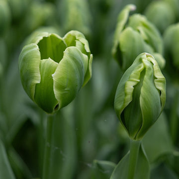 Grün tulip blume samen for anpflanzung - perfect for borders, heirloom & gmo free samen for home garten
 
 sale for anpflanzung in home garten