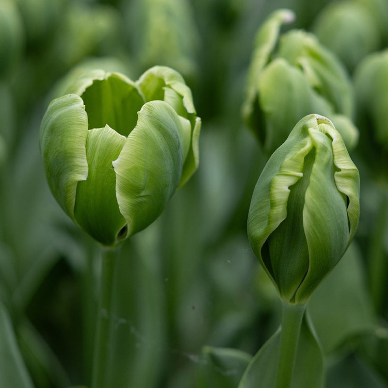 Grün tulip blume samen for anpflanzung - perfect for borders, heirloom & gmo free samen for home garten
 
 sale for anpflanzung in home garten