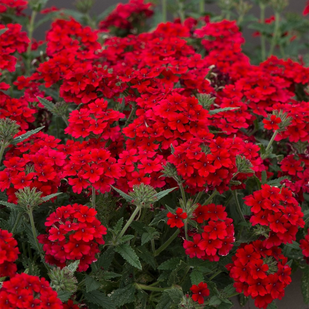 Rot Eisenkraut Blumensamen zur Aussaat ideal Rabatten Traditionssorte & ohne Gentechnik Samen Hausgarten
