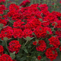 Rot Eisenkraut Blumensamen zur Aussaat ideal Rabatten Traditionssorte & ohne Gentechnik Samen Hausgarten