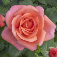 Rosa Wales Rose Blumensamen zur Aussaat – hochwertige Qualitäts- – Traditionssorte & ohne Gentechnik Samen Hausgarten