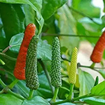 Longum Pepper Gemüsesamen für einfache Aussaat
