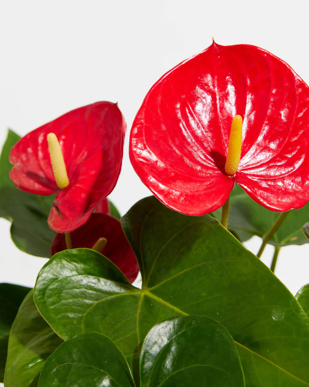 Kastanienrot Flamingoblume Blumensamen zur Aussaat farbenfroh Schau Traditionssorte & ohne Gentechnik Samen Hausgarten