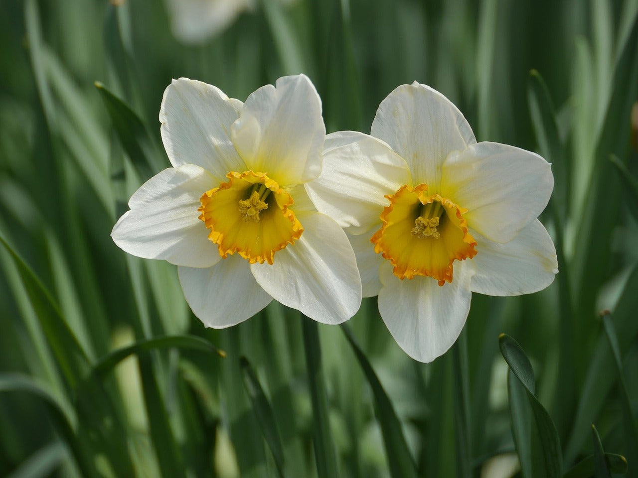 Narzisse Blumensamen zur Aussaat leuchtend Weiß und Gelb Blüten