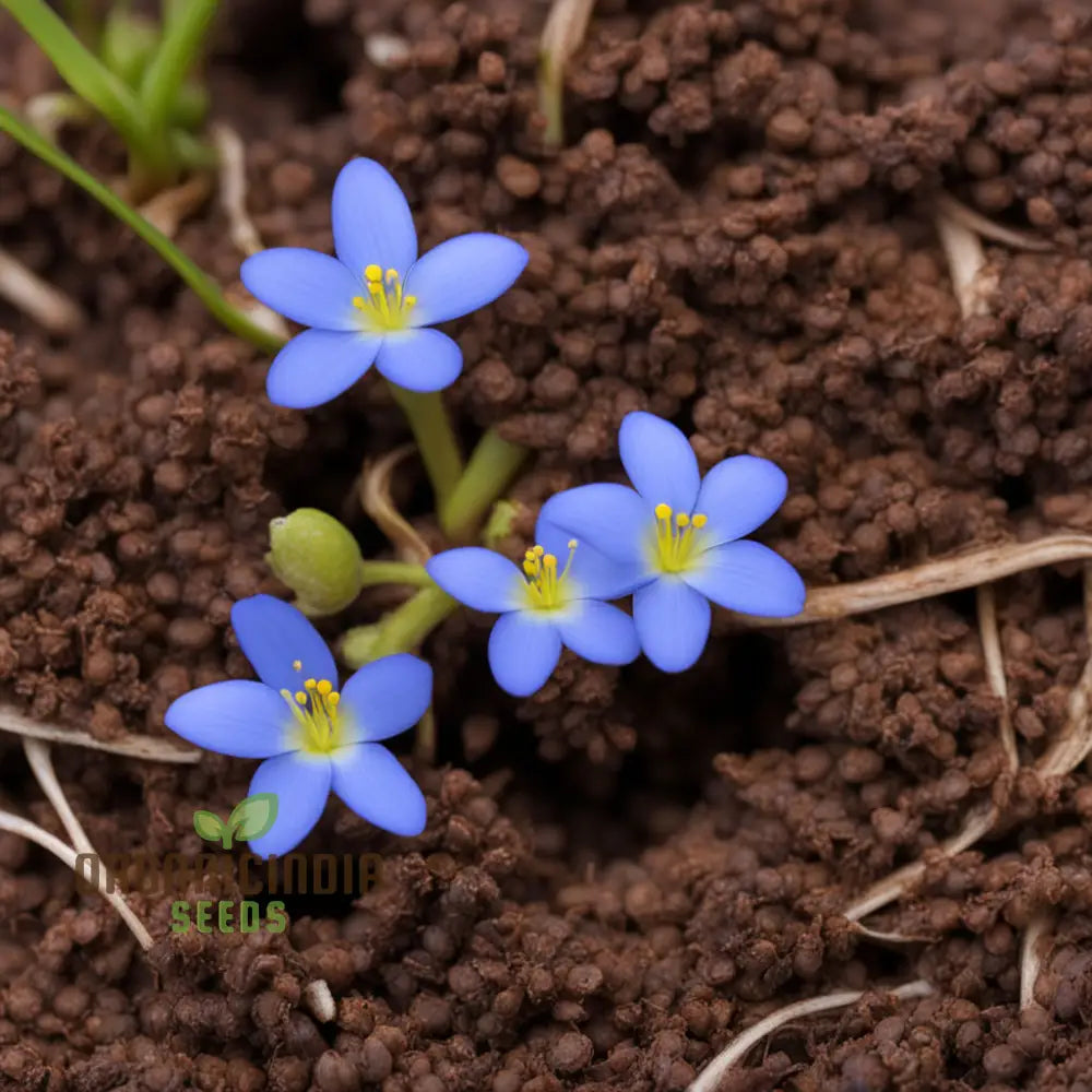 Houstonia houstonia spp for anpflanzung in blume bed