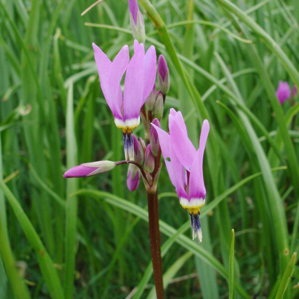Lila Dodecatheon Blumensamen zur Aussaat – Schnitt Blume beliebt – Traditionssorte & ohne Gentechnik Samen Hausgarten