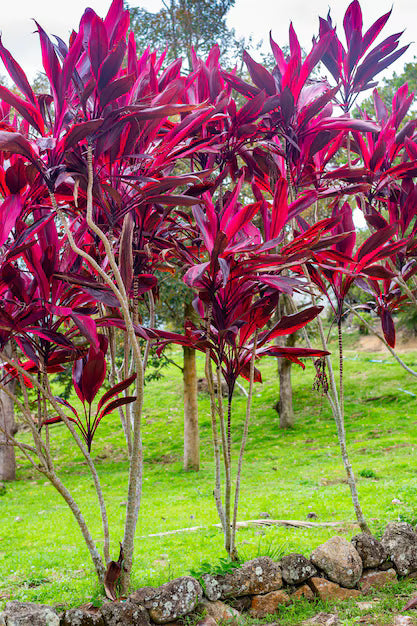 Cordyline Rubra Blumensamen zur Aussaat – Wildblume Mischung – Traditionssorte & ohne Gentechnik Samen Hausgarten