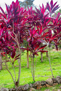 Cordyline Rubra Blumensamen zur Aussaat – Wildblume Mischung – Traditionssorte & ohne Gentechnik Samen Hausgarten