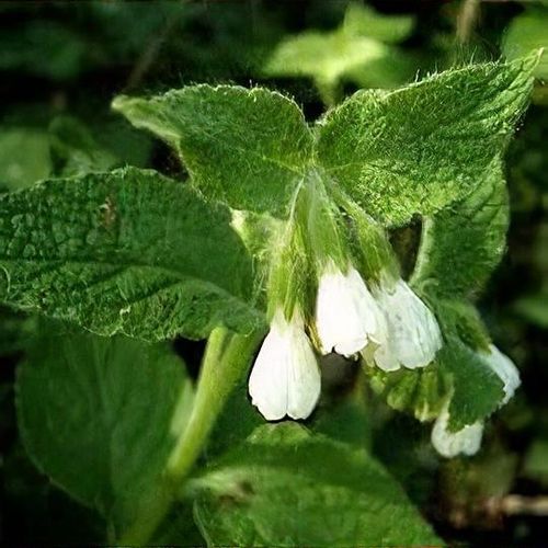 Symphytum Blumensamen zur Aussaat farbenfroh Schau Traditionssorte & ohne Gentechnik Samen Hausgarten