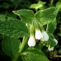 Symphytum Blumensamen zur Aussaat farbenfroh Schau Traditionssorte & ohne Gentechnik Samen Hausgarten