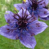 Nigella Hispanica Blumensamen zur Aussaat Anzucht Traditionssorte & ohne Gentechnik Samen Hausgarten