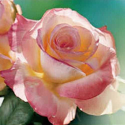 Rosa Wales Rose Blumensamen zur Aussaat – hochwertige Qualitäts- – Traditionssorte & ohne Gentechnik Samen Hausgarten